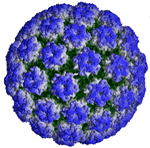 hpv icosahedron