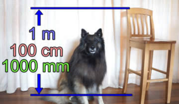 狗狗在椅子旁边：1m = 100cm = 1000mm